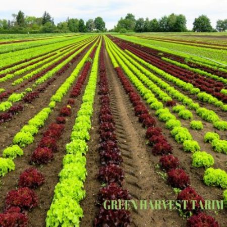 Green Harvest Tarım kategorisi için resim